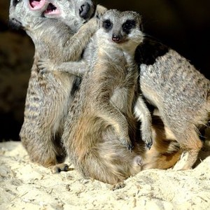 Meerkat Manor: The Story Begins (2008)
