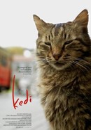 Kedi poster image