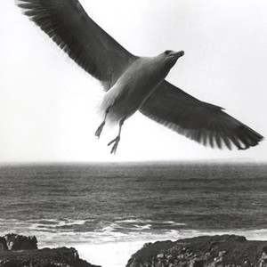 Jonathan Livingston Seagull (1973) photo 3