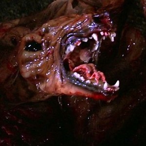 Monster Dog (1984) photo 7