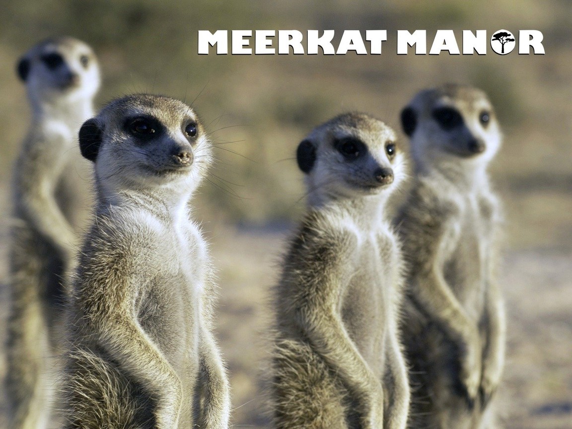 meerkat manor wallpaper