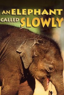 An Elephant Called Slowly | Rotten Tomatoes