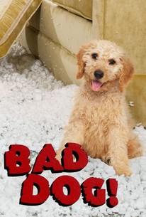 are rotten tomatoes bad for dogs