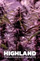 Highland: Thailand's Marijuana Awakening