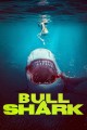 Bull Shark