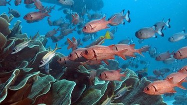 The Last Reef: Cities Beneath the Sea | Rotten Tomatoes
