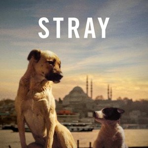 free download stray 2022