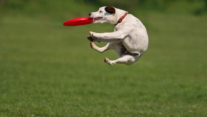 Zak george frisbee online