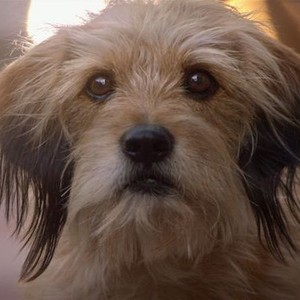 Benji (2018) photo 13