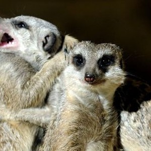 Meerkat Manor: The Story Begins (2008)