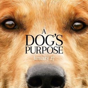 300px x 300px - A Dog's Purpose - Rotten Tomatoes