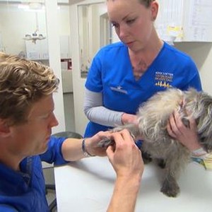 Dr. Chris: Pet Vet