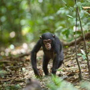 "Chimpanzee photo 6"