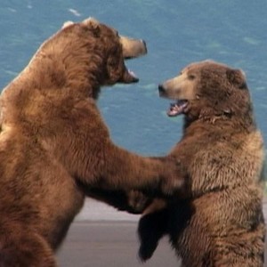 Grizzly Man photo 12