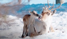 A Reindeer's Journey: Trailer 1