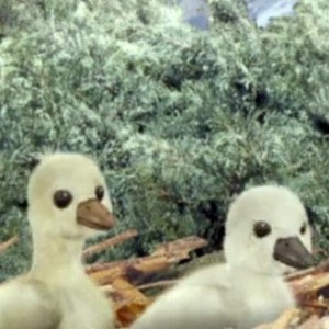 The Wonder Pets Season 2 Episode 15 Rotten Tomatoes