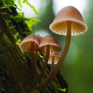 Fantastic Fungi (2019) photo 3