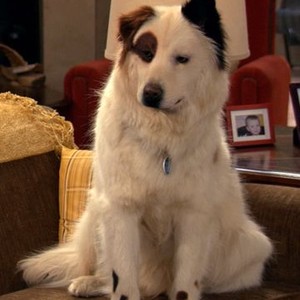 how old is mick from dog with a blog