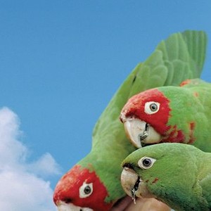 The Wild Parrots of Telegraph Hill photo 8