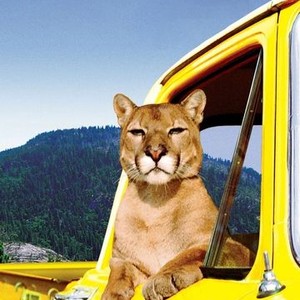"Charlie, the Lonesome Cougar photo 4"