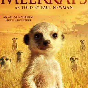 The Meerkats (2008) photo 16