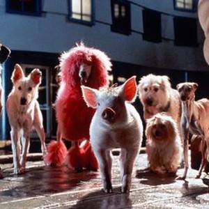 Babe: Pig in the City (1998) photo 9