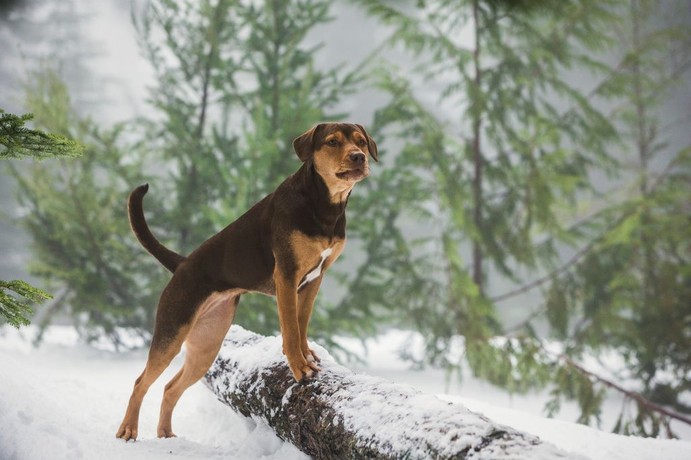 A dog's way home watch online shop