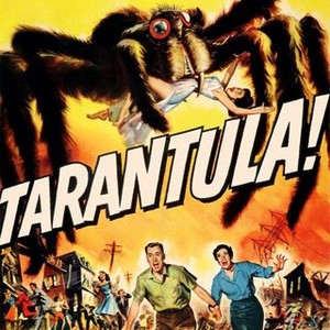 Tarantula photo 13