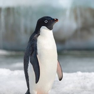 Penguins (2019) photo 18