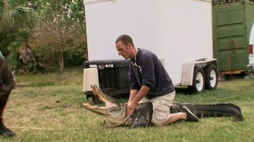The Wild Life: 2013's Gator Hunting - Tough Luck and Zombie Gators