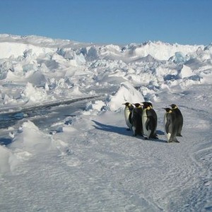 March of the Penguins photo 12