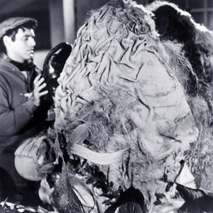 The Little Shop of Horrors (1960) photo 2