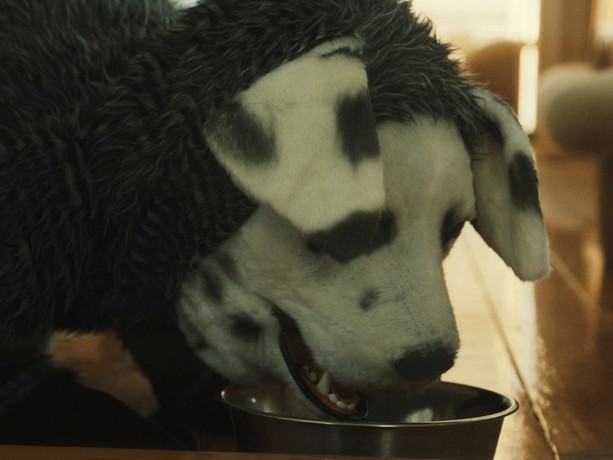 Good Boy (2022) | Rotten Tomatoes