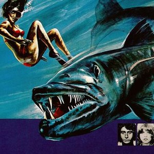 Barracuda photo 9