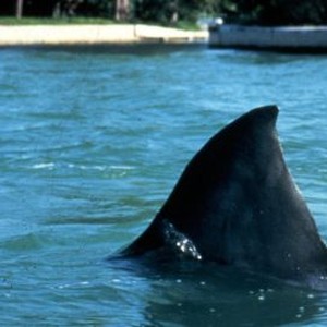 Jaws III (1983) photo 17