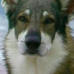 The Littlest Hobo
