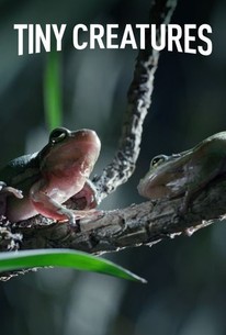 Tiny Creatures: Season 1 | Rotten Tomatoes