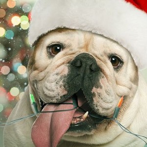 A Bulldog for Christmas photo 2