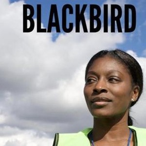 Blackbird photo 10