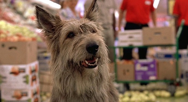 Winn dixie dog discount