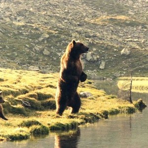 The Bear (1988) photo 7