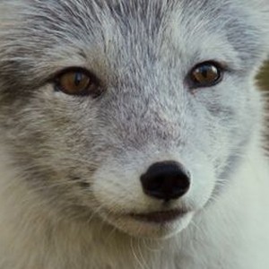 "A Reindeer&#39;s Journey photo 1"