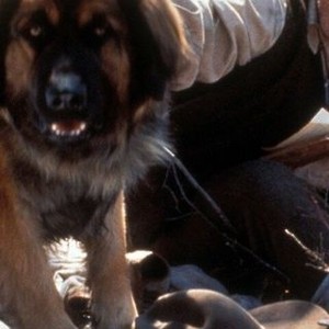 The Call of the Wild: Dog of the Yukon (1997) photo 5