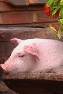 Big Barn Farm Rotten Big Barn Farm: Season 2, Episode 7 | Rotten Tomatoes