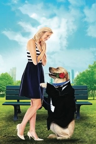Love in a leash shop