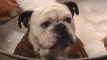 Van wilder bulldog sales balls