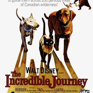 The Incredible Journey (1963) photo 18