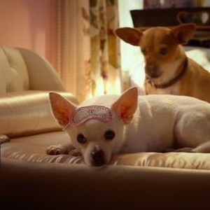 Beverly Hills Chihuahua 3: ¡Viva La Fiesta! - Rotten Tomatoes