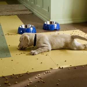Even a simple meal turns into a disaster area when Marley's involved in "Marley & Me."