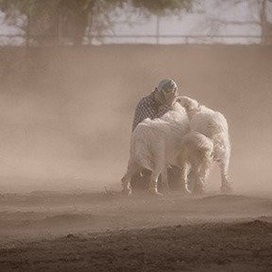 The Biggest Little Farm (2018) - IMDb